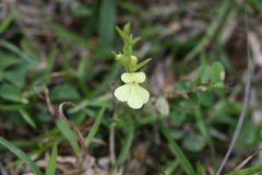 Striga asiatica